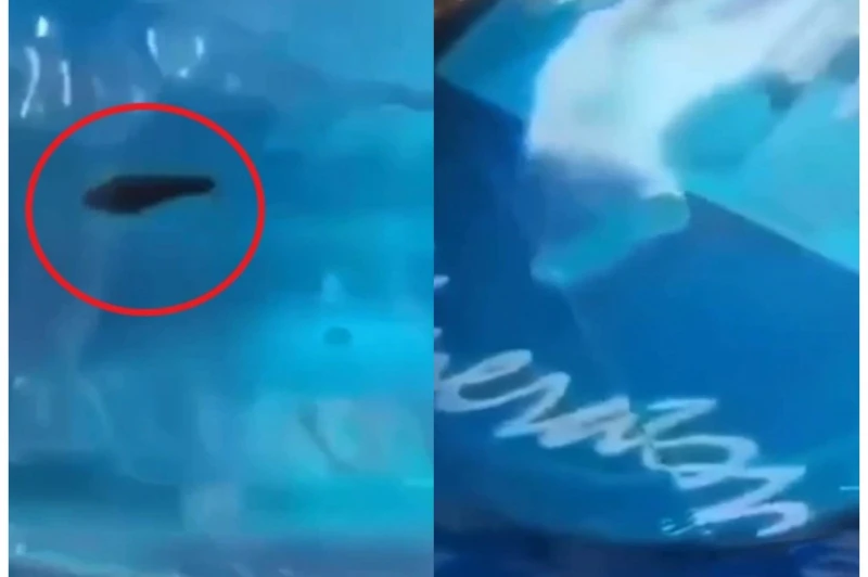 Con đỉa được phát hiện trong bình nước khoáng Bang loại 20 lít còn nguyên tem, nhãn mác.