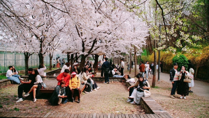 Du khách ngắm hoa anh đào nở vào tháng 4 tại Seoul. Ảnh: Kim Anh Du khách ngắm hoa anh đào nở vào tháng 4 tại Seoul. Ảnh: Kim Anh