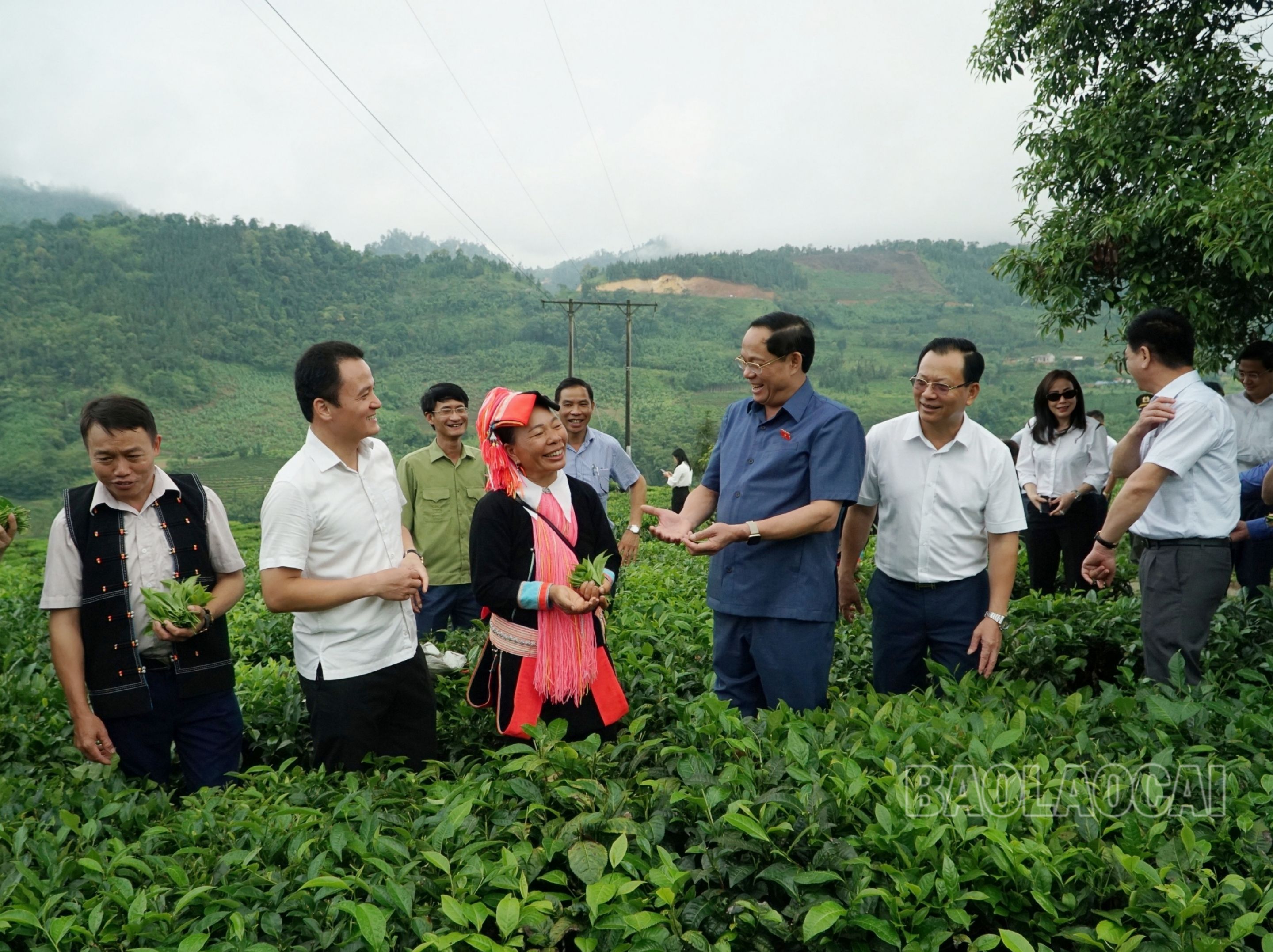 Đoàn giám sát Quốc hội thăm mô hình sản xuất chè của nông dân xã Thanh Bình. MTXX_MH20230705_172203545.jpg