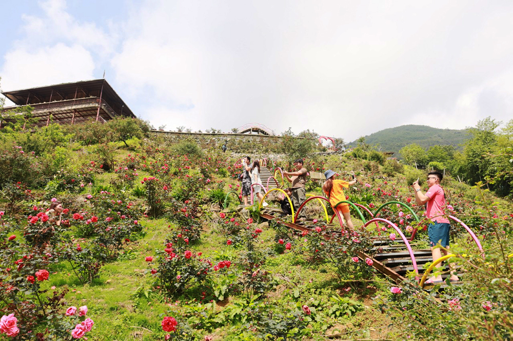 Du khách trải nghiệm vườn hồng mộng mơ Sa Pa. Ảnh: Đức Phương