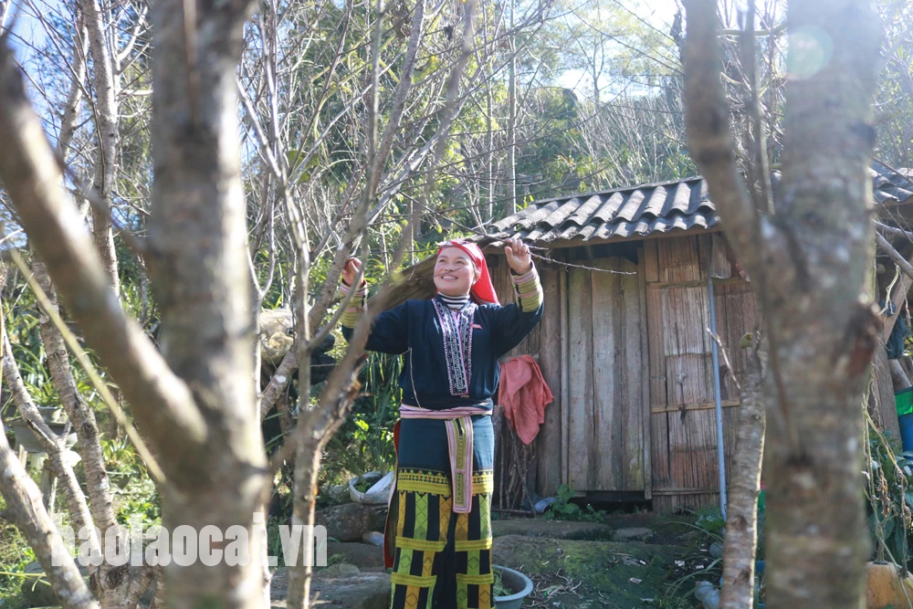 Người dân thị xã Sa Pa mong sớm có hướng dẫn cụ thể từ cơ quan chức năng để có thể khai thác được cành đào bán dịp Tết Tân Sửu 2021.