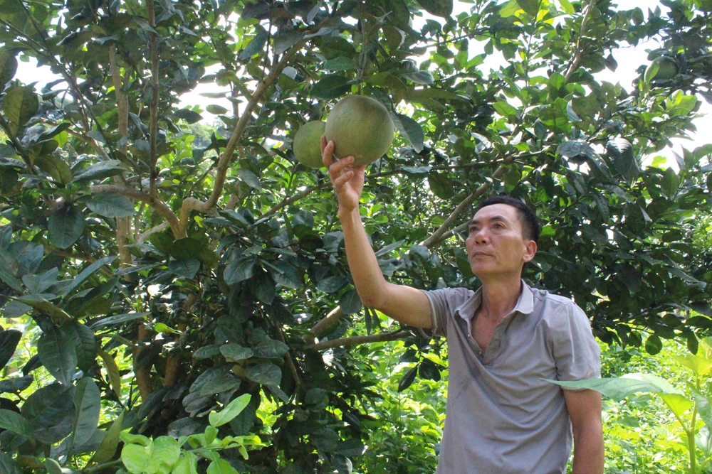 Làm nông nghiệp thì không ngại khó, ngại khổ ảnh 1