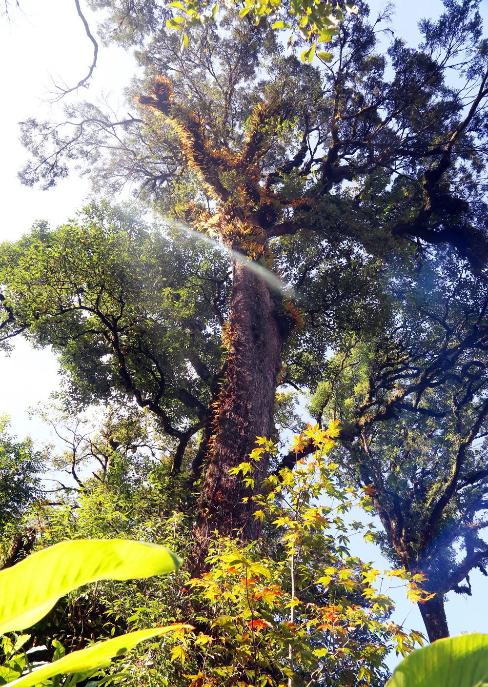 Góc rừng già Dền Sáng (Bát Xát) vào mùa cây rừng thay lá.