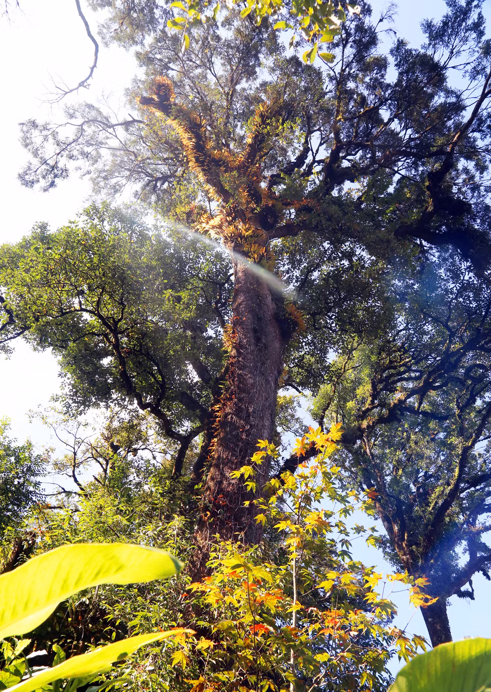 Góc rừng già Dền Sáng (Bát Xát) vào mùa cây rừng thay lá.