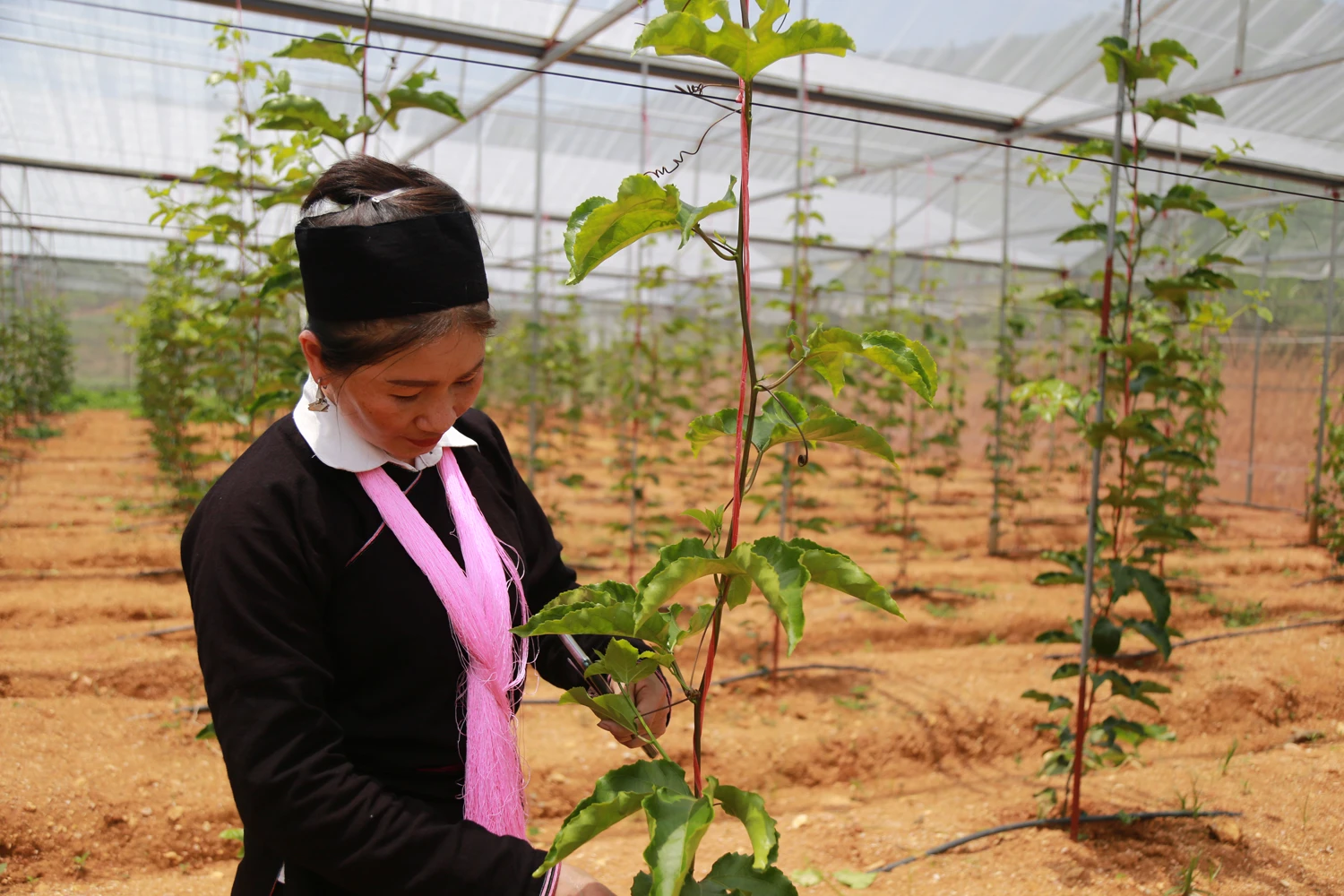 Nhiều chính sách hỗ trợ đã góp phần phát triển các cơ sở kinh doanh, HTX do phụ nữ làm chủ.