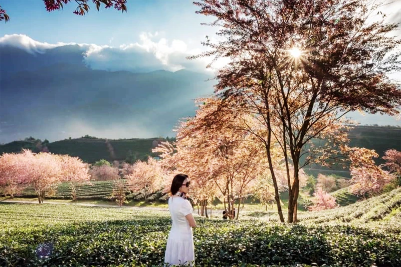 Đồi chè Ô Long Ô Quý Hồ được nhiều du khách đến tham quan.