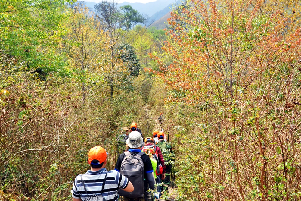 Nhiều bạn trẻ leo núi trải nghiệm vẻ đẹp của đại ngàn mùa cây thay lá.
