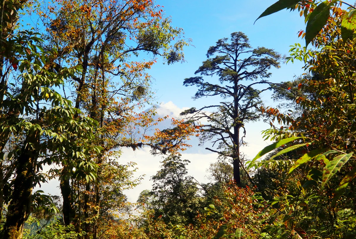 Bức tranh rừng thu thay lá làm bất kỳ ai cũng phải say mê.