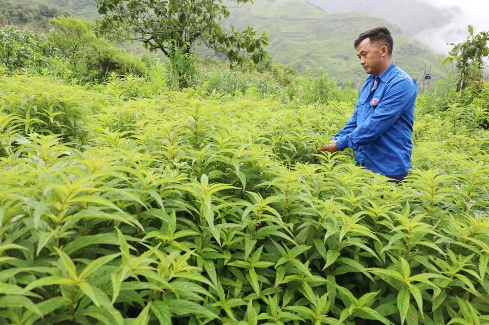 Người dân xã Ngũ Chỉ Sơn chăm sóc cây chùa dù. Người dân xã Ngũ Chỉ Sơn chăm sóc cây chùa dù.