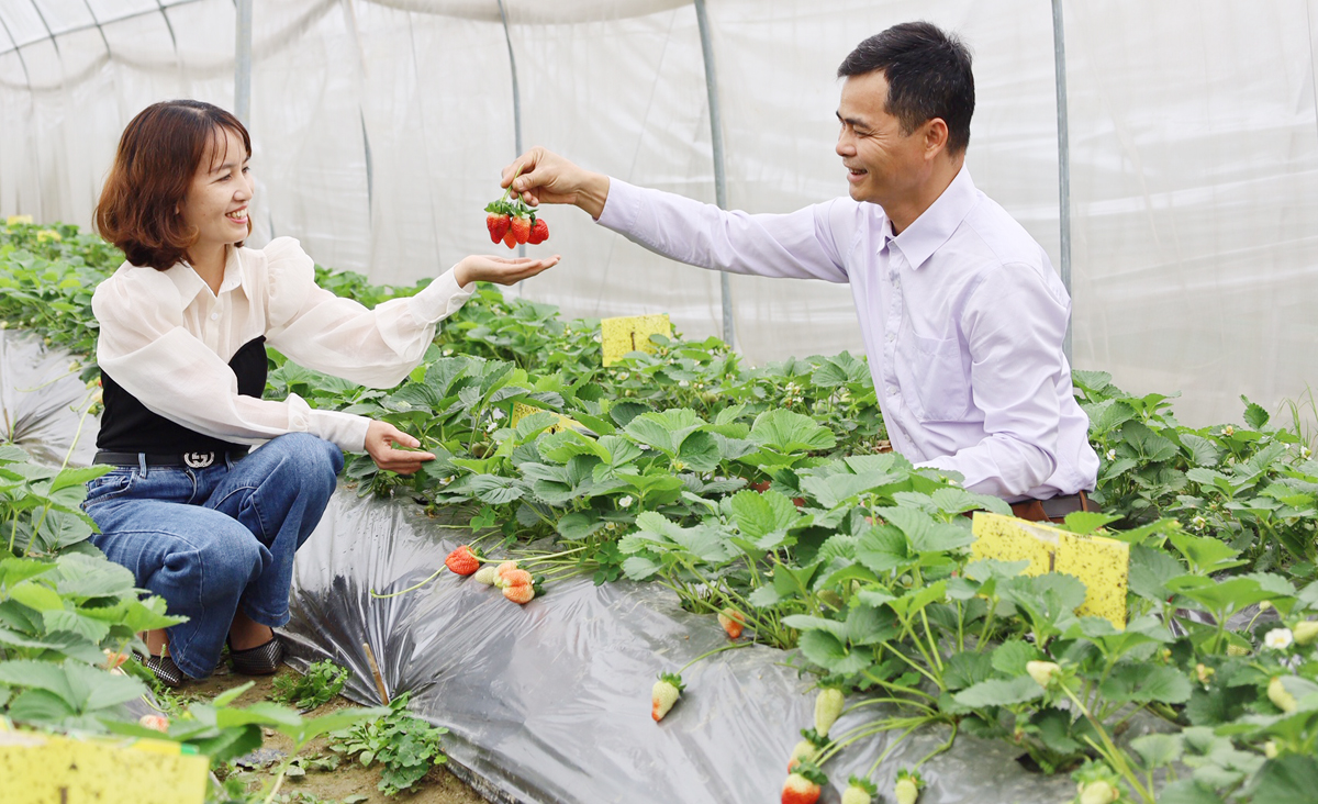 Lên Bắc Hà trải nghiệm vườn rau, quả ôn đới ảnh 6