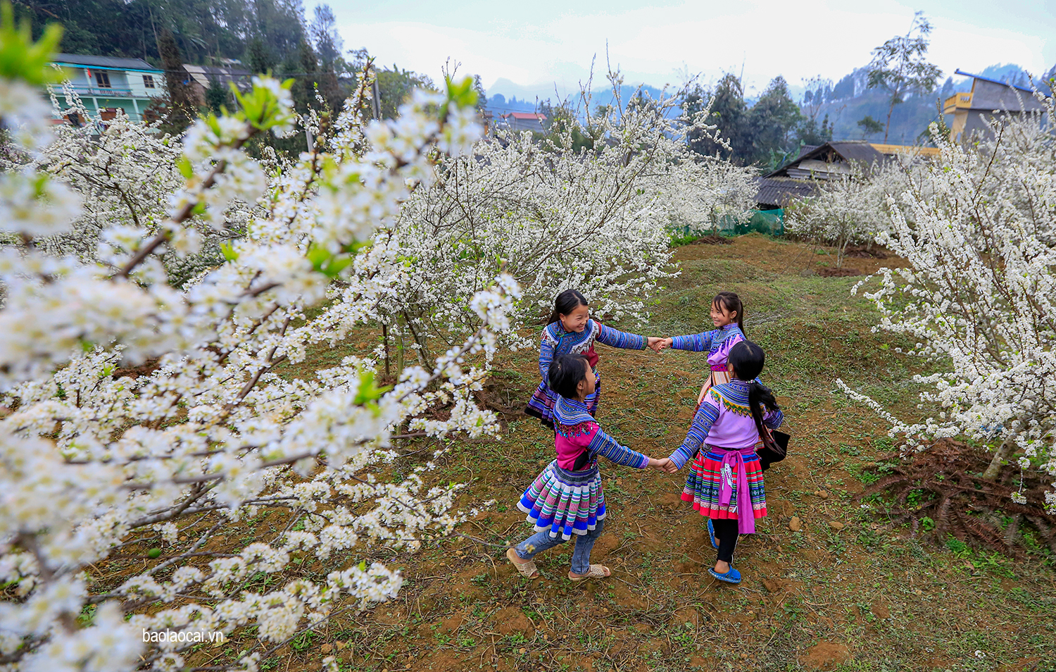 Trắng tinh khôi mùa hoa mận Bắc Hà ảnh 2