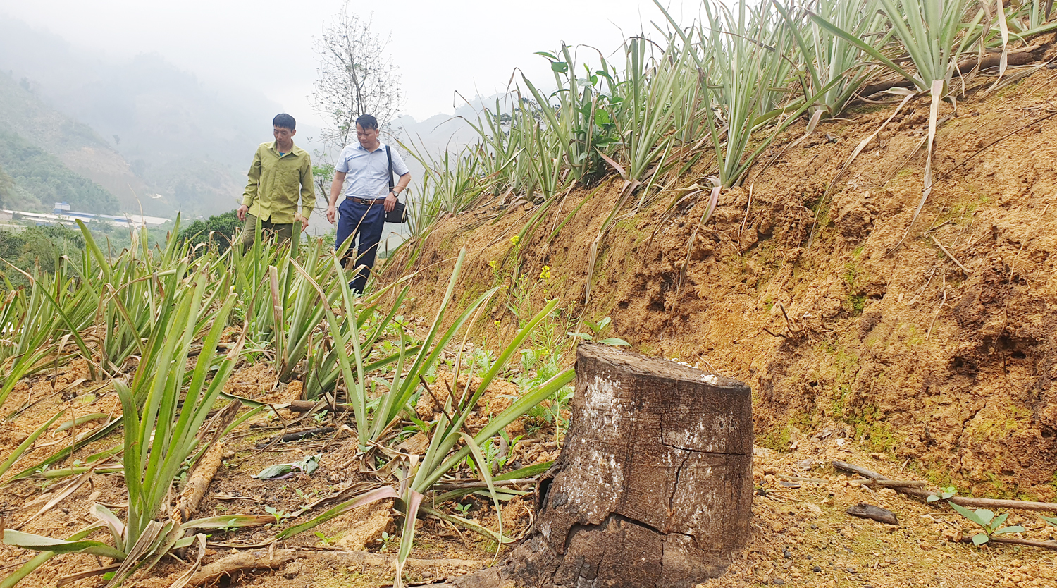 Vì sao nhiều hộ ở Bản Lầu phá bỏ cây cao su? ảnh 2