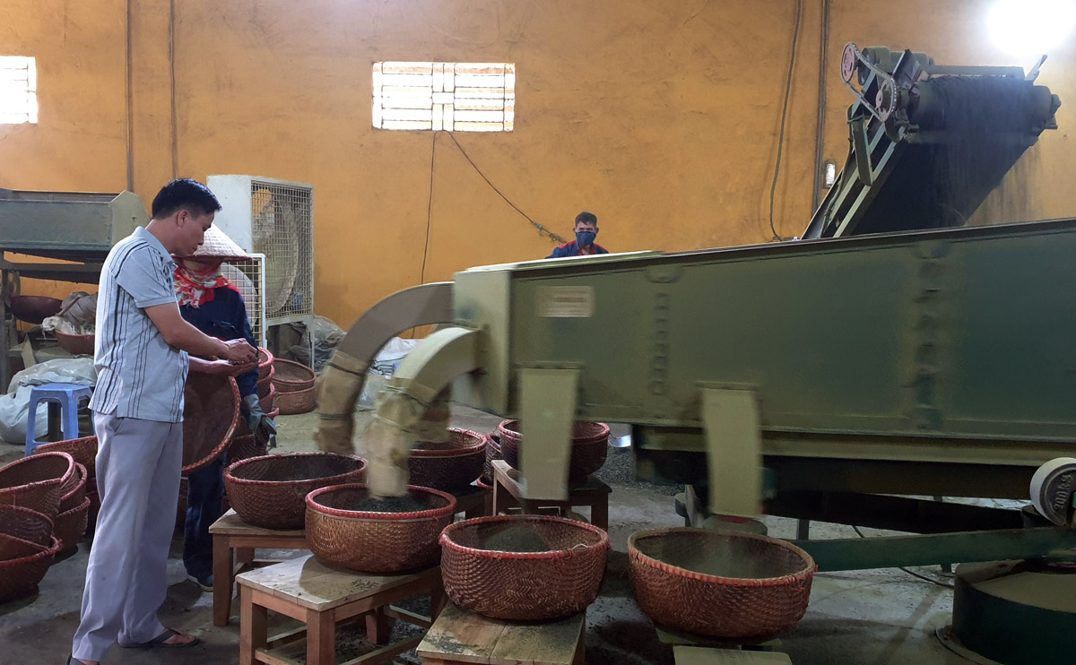 Sản xuất chè xuất khẩu tại Công ty Cổ phần Chè Thanh Bình (Mường Khương).