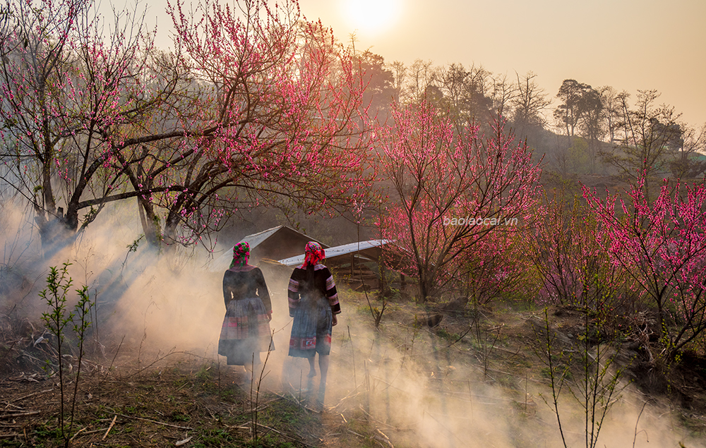 Hoa đào nở rực rỡ triền đồi tại thôn Phìn Hồ Thầu, xã Y Tý (Bát Xát). Trẻ em nô đùa dưới rừng đào. Vẻ đẹp của những cành đào hòa quyện cùng với cảnh sắc núi rừng tạo khung cảnh nên thơ. Sương khói mờ ảo, cùng với sắc đỏ hoa đào thật quyến rũ. Hoa đào tô điểm cho bức tranh phong cảnh ở nơi đây ấn tượng. Ngôi nhà nhỏ của đồng bào Mông nằm lọt thỏm giữa rừng đào.