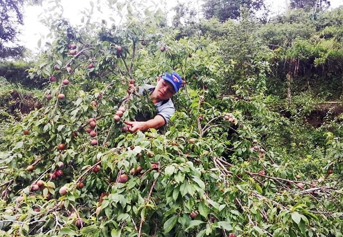 Nậm Mòn tập trung phát triển sản xuất, nâng cao thu nhập ảnh 2