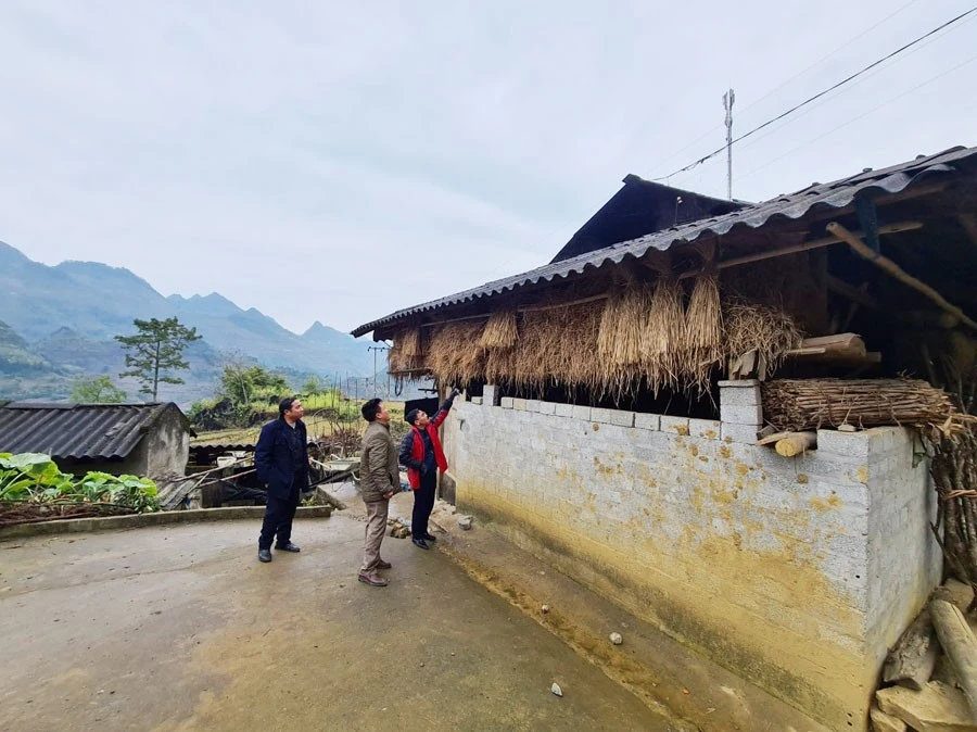 Chủ động dự trữ thức ăn cho gia súc ảnh 9