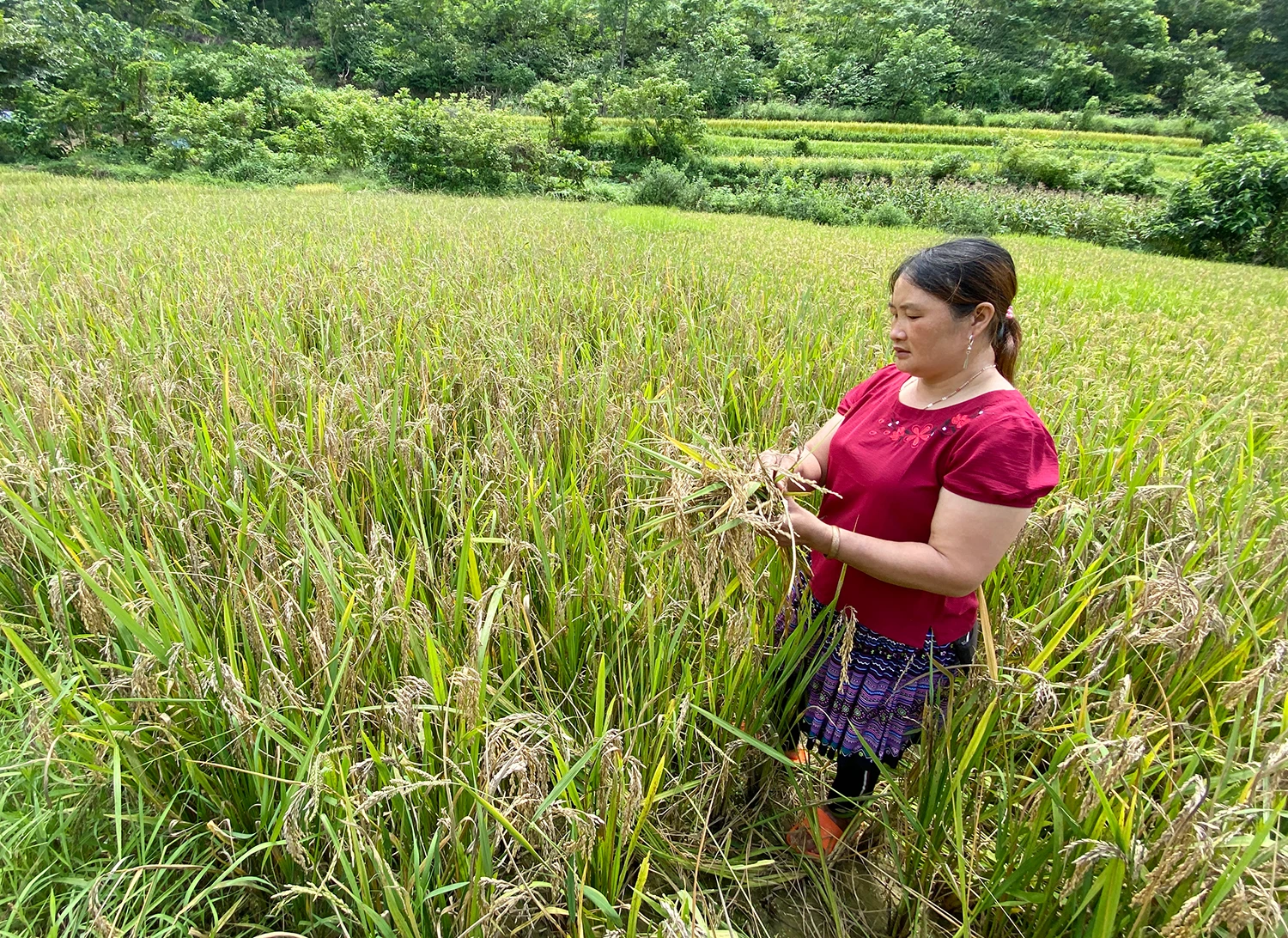 Chị Hoàng Thị Chứ, thôn Ngã Ba, xã Quan Hồ Thẩn lo lắng trước vụ mùa thất thu.