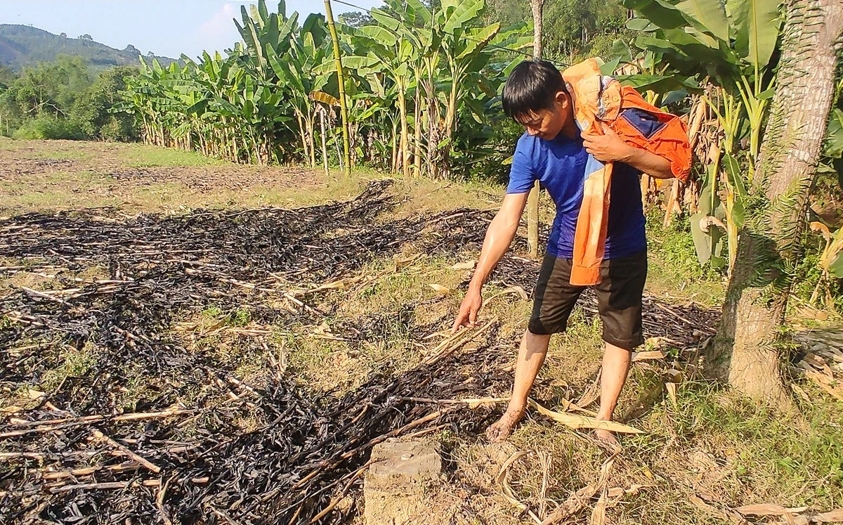 Thủy điện Bắc Cuông gây ảnh hưởng đất sản xuất của người dân ảnh 2