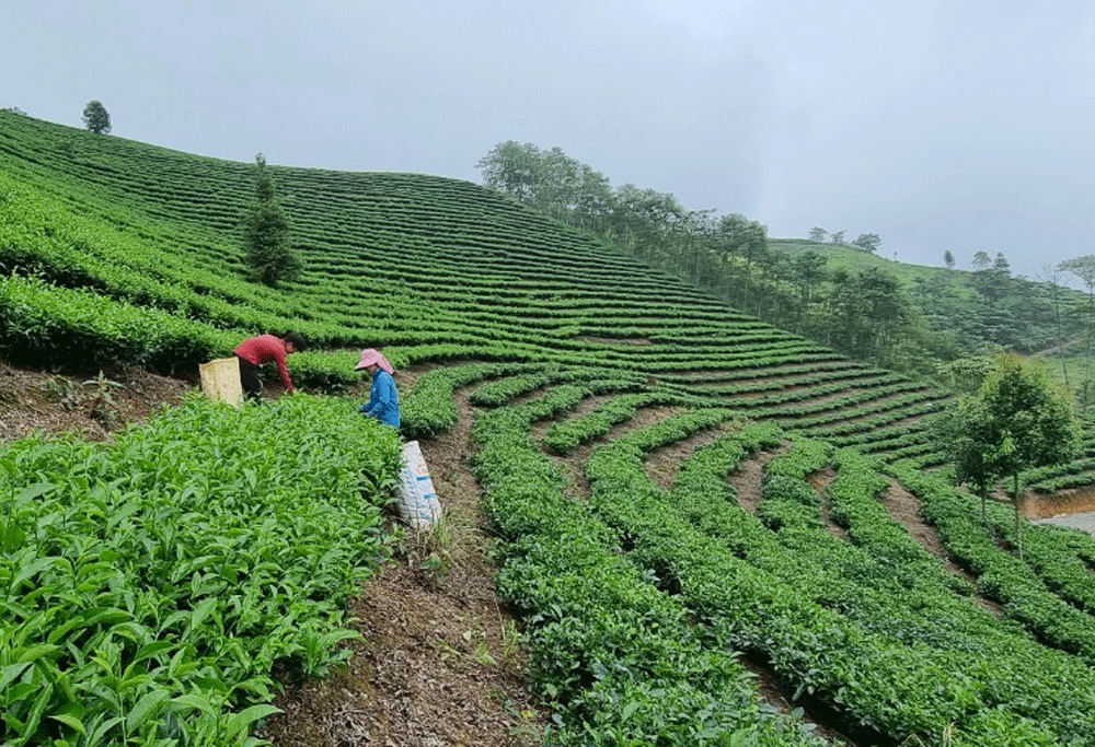 Bài 3: Nhen lên ngọn lửa khát vọng thoát nghèo ảnh 3