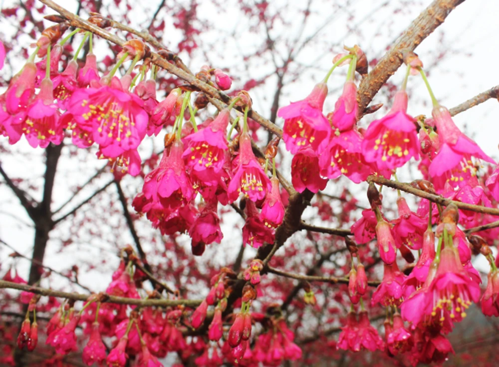Hoa anh đào nở đúng dịp Tết Nguyên đán.