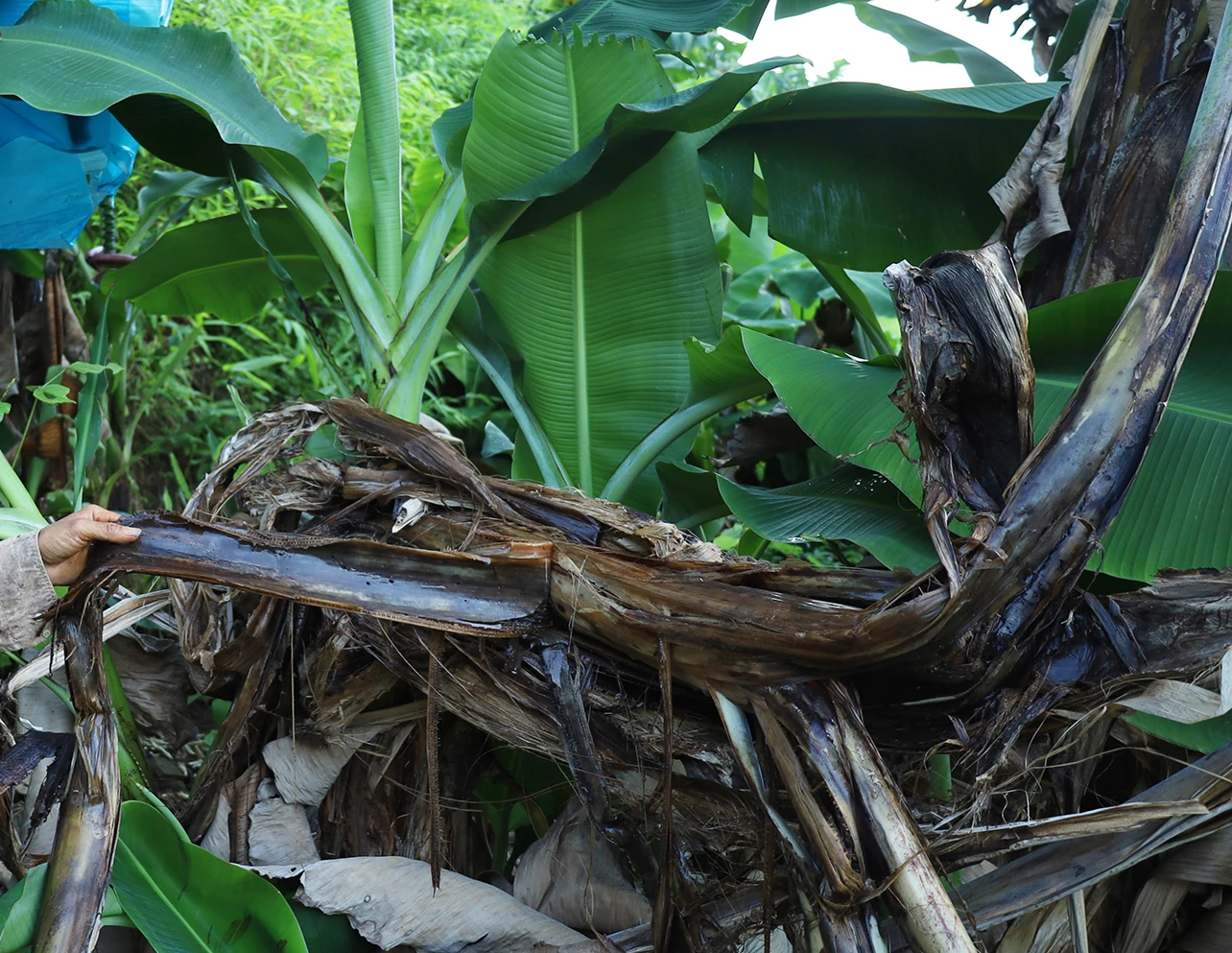 Chuối chết vì bệnh vàng lá Panama.