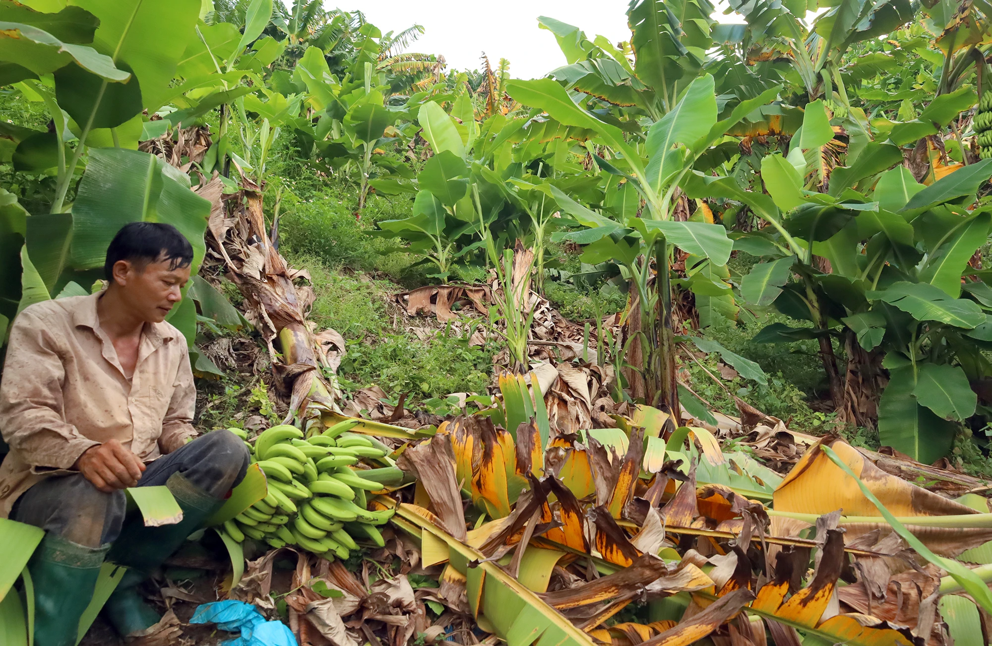 Ông Phàn A Cường thôn San Bang, xã Bản Vược (Bát Xát) bên vườn chuối bị bệnh.