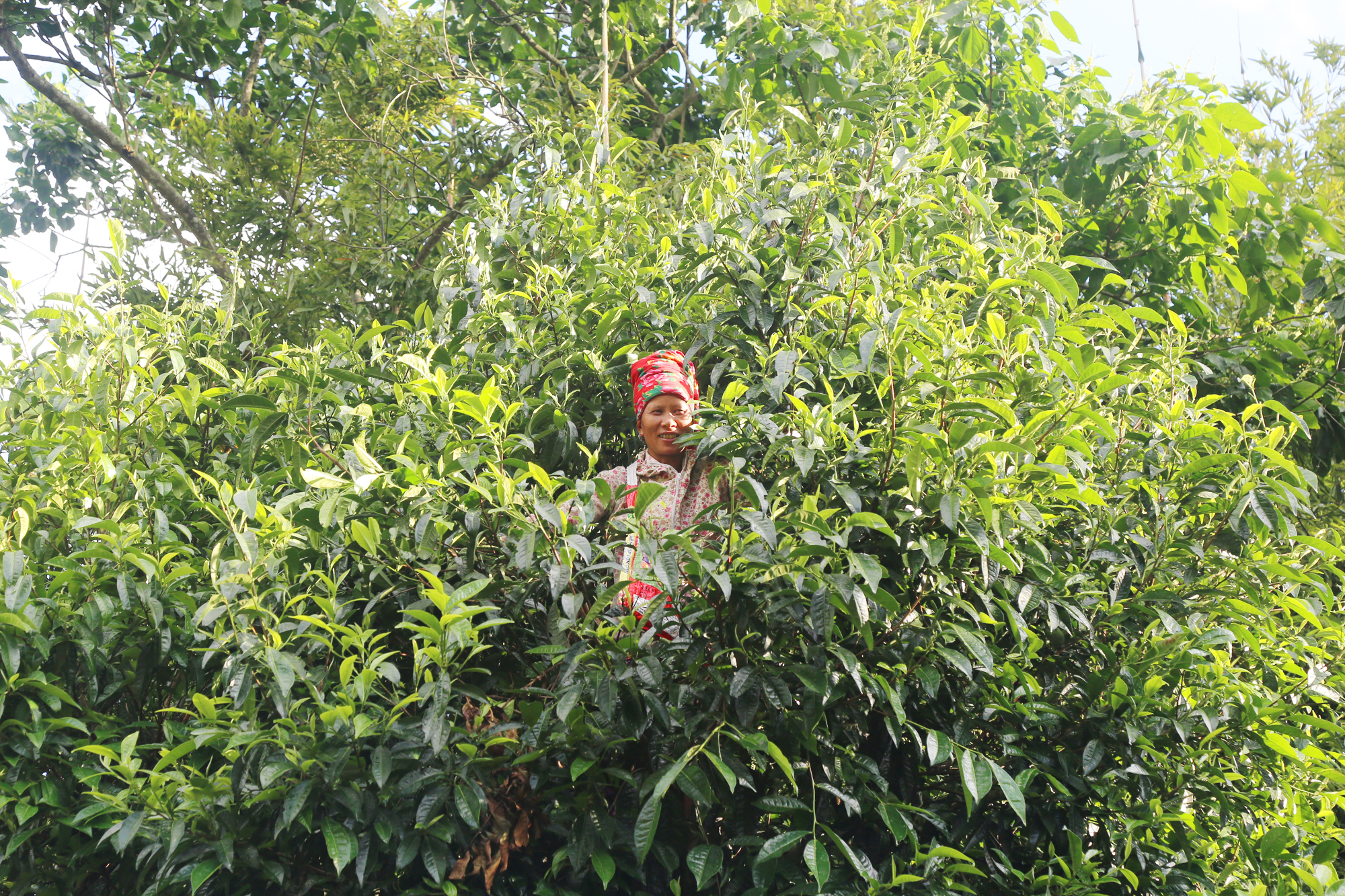 Đồng bào Dao đỏ thu hái chè Shan Tuyết cổ thụ.