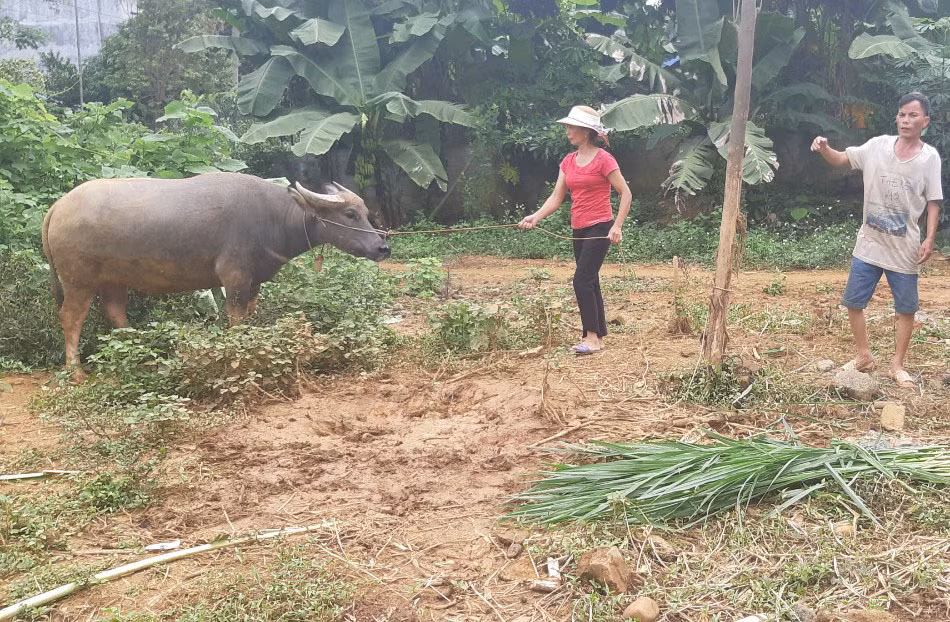 Gia đình chị Đào Thị Thu (thôn Bản Lọt) đã bán nghé được cấp để mua trâu mới về nuôi