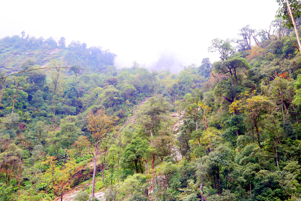 Đường vào thác Ong Chúa xuyên qua khu rừng cổ thụ tuyệt đẹp.