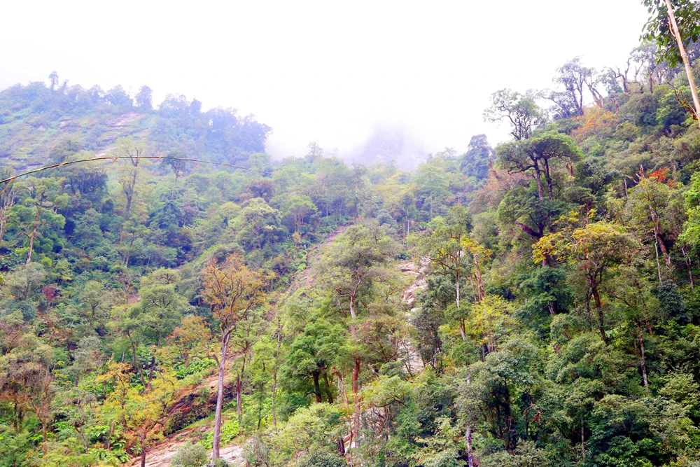 Đường vào thác Ong Chúa xuyên qua khu rừng cổ thụ tuyệt đẹp.