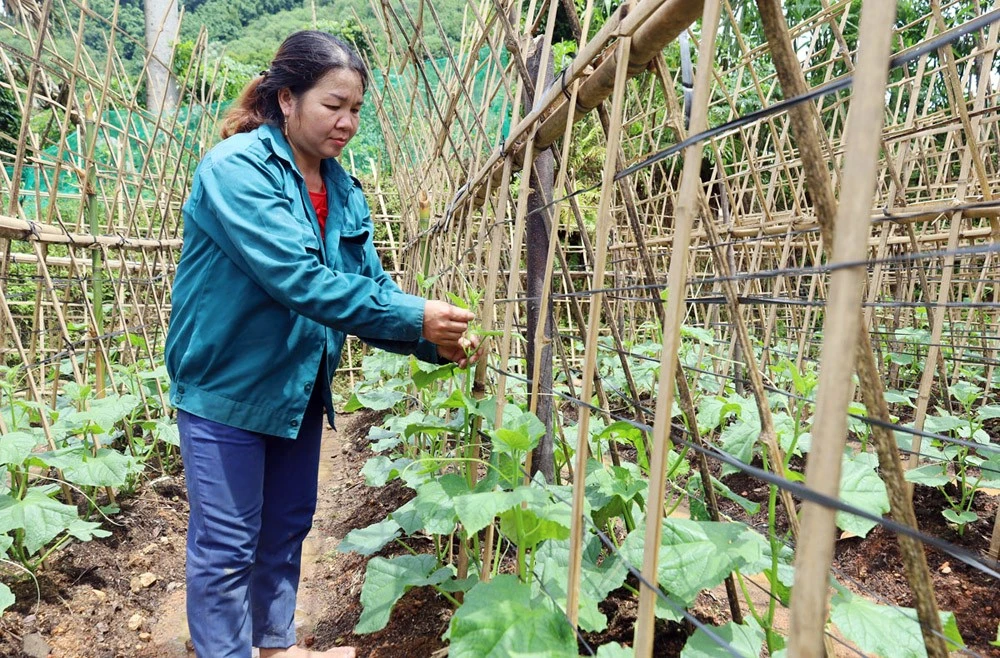 Tân Tiến gỡ khó trong thực hiện tiêu chí thu nhập ảnh 1 Tân Tiến gỡ khó trong thực hiện tiêu chí thu nhập ảnh 1