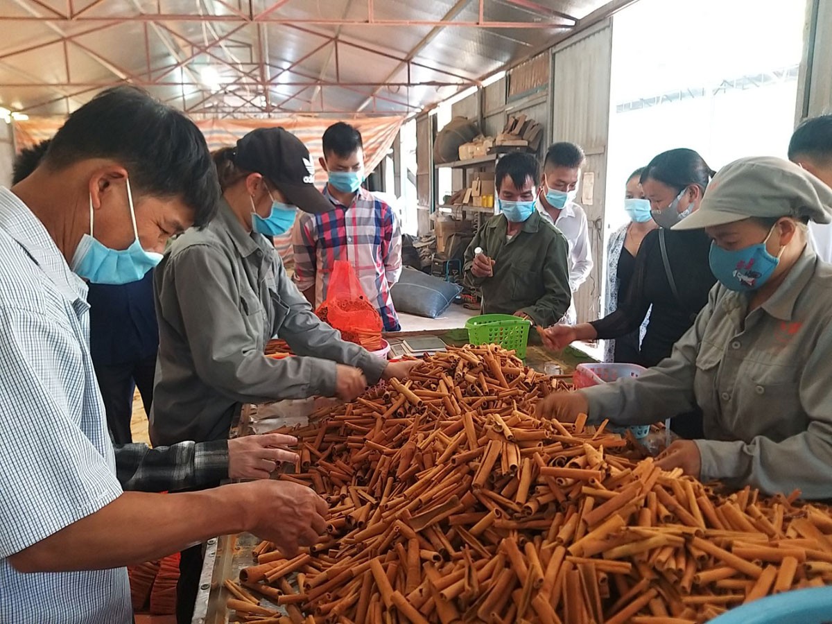 Trao đổi kinh nghiệm sản xuất, kinh doanh quế bền vững ảnh 2 Trao đổi kinh nghiệm sản xuất, kinh doanh quế bền vững ảnh 2