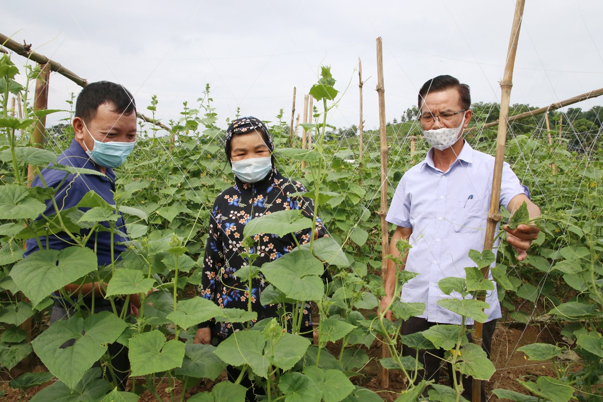 Sản xuất vụ đông: Chuyển từ “lượng” sang “chất” ảnh 1