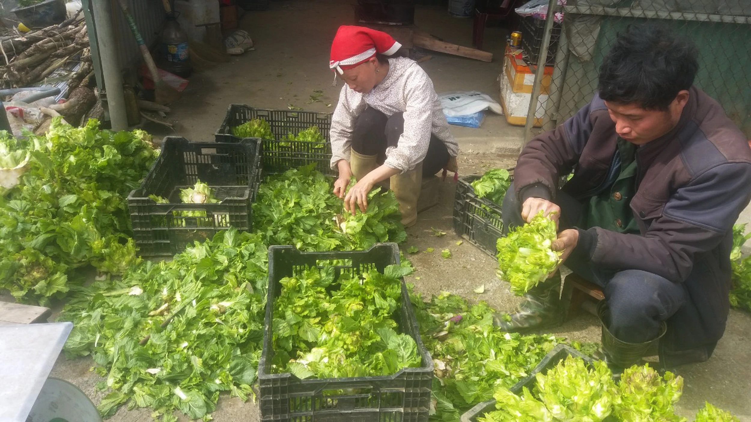 Nông dân Sa Pa trồng rau mầm đá phục vụ thị trường Tết Nguyên đán ảnh 3 Nông dân Sa Pa trồng rau mầm đá phục vụ thị trường Tết Nguyên đán ảnh 3