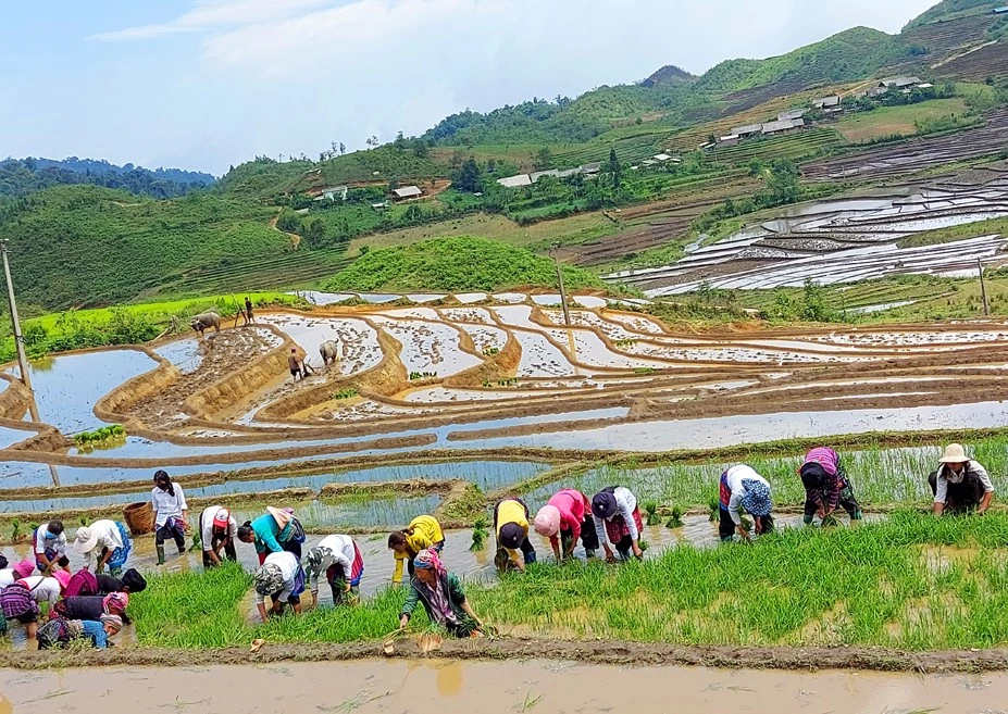 Tháng 5 đến với những cơn mưa rào đổ nước xuống ruộng bậc thang, đây cũng là thời điểm đồng bào vùng cao Bát Xát bước vào vụ cấy lúa mới. Hình ảnh quen thuộc trong mùa nước đổ của vùng cao Bát Xát là cày ruộng bậc thang bằng sức trâu kéo. Hiện nay, nhiều hộ gia đình ở Y Tý mua máy cày để cày bừa thay trâu giúp công việc thuận lợi và đỡ vất vả hơn. Ở một số triền núi đá thuộc xã Dền Sáng, cả trâu và máy cày không sử dụng được, đồng bào Dao đỏ chỉ còn cách dùng cuốc để cuốc ruộng. Thanh niên người Mông xã A Lù giúp nhau cuốc ruộng theo hình thức đổi công để đẩy nhanh tiến độ việc đồng áng. Đồng bào Hà Nhì xã Trịnh Tường đắp bờ ruộng bậc thang giữ nước cấy lúa. Các gia đình ở thôn Phìn Hồ (xã Y Tý) giúp nhau nhổ mạ để cấy cho kịp thời vụ. Mạ đã đủ tuổi được bó thành từng bó chia ra các khu ruộng để cấy. Bức tranh vùng cao Bát Xát lunh linh sắc màu, đường nét.