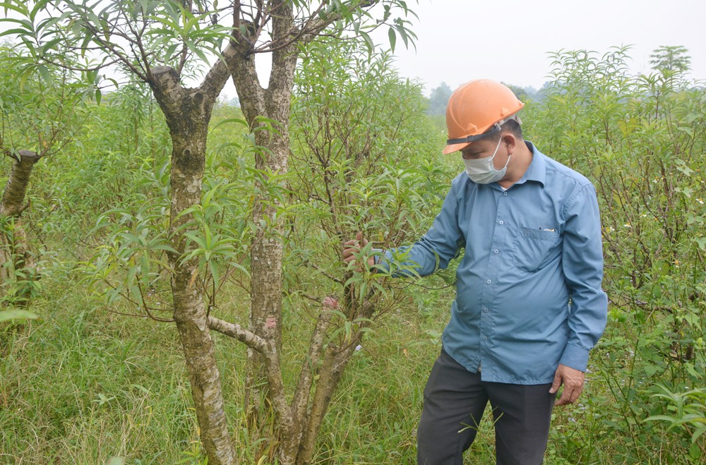 Người dân thôn Bến Phà chăm sóc cây cảnh.
