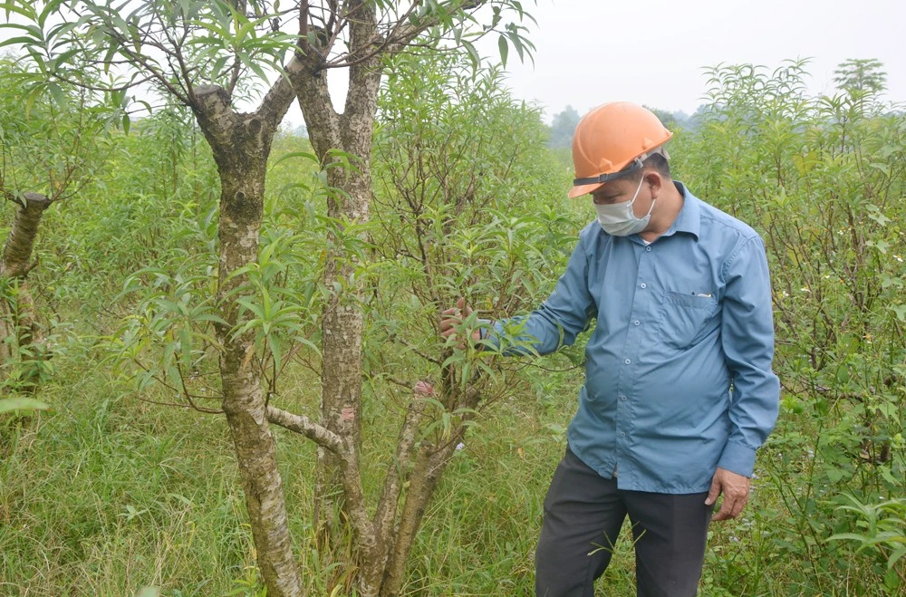 Người dân thôn Bến Phà chăm sóc cây cảnh.