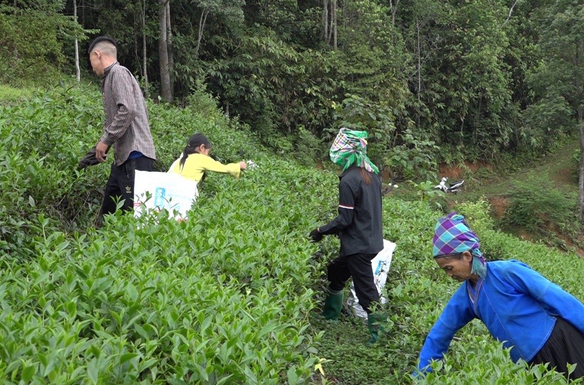 Xuân Hòa nỗ lực thực hiện các tiêu chí khó khăn ảnh 2 Xuân Hòa nỗ lực thực hiện các tiêu chí khó khăn ảnh 2