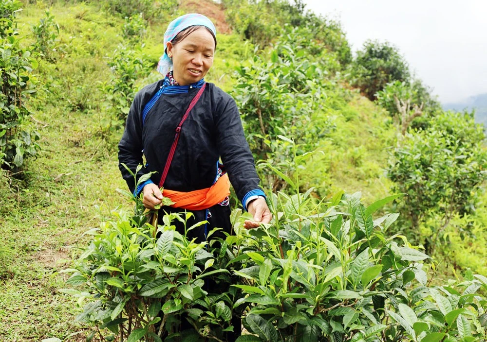 Xã Bản Liền duy trì và phát triển vùng chè hữu cơ.