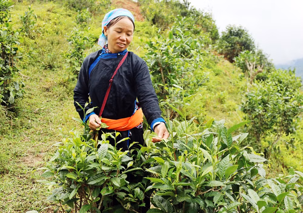 Xã Bản Liền duy trì và phát triển vùng chè hữu cơ.