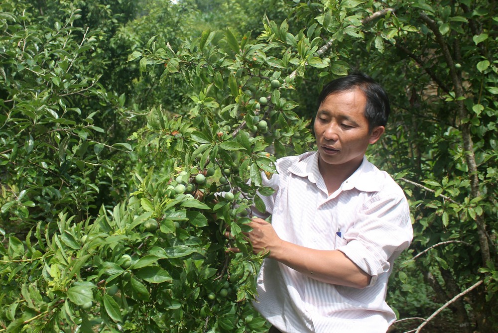 Nông dân Si Ma Cai chăm sóc cây mận đặc sản. Nông dân Si Ma Cai chăm sóc cây mận đặc sản.