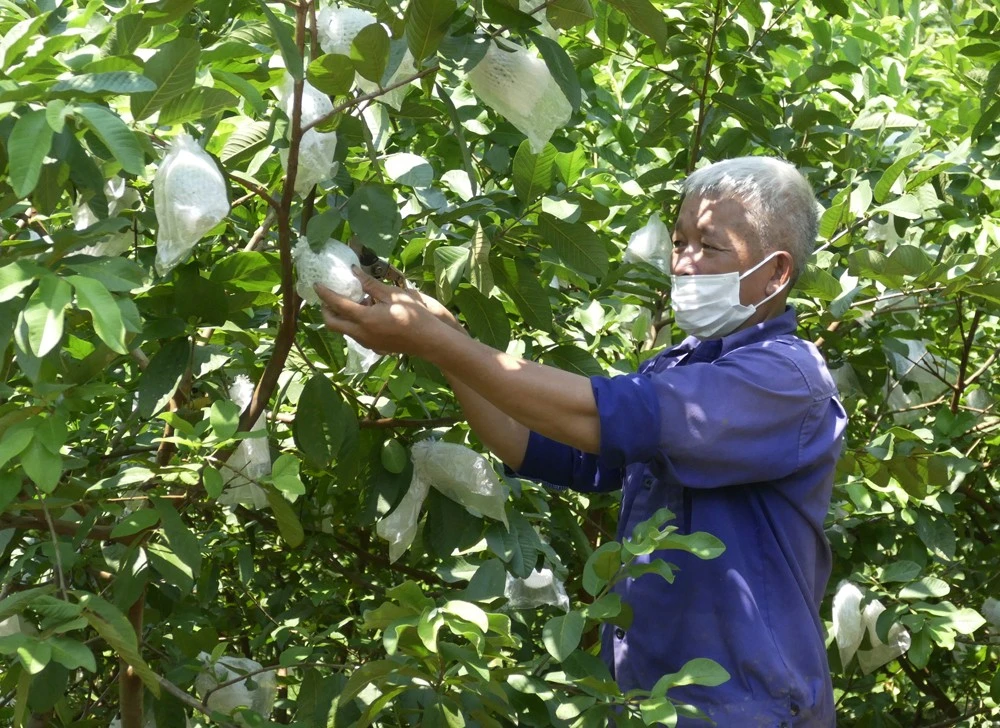 Ông Trần Văn Thơ có kinh nghiệm chăm sóc ổi ra quả quanh năm.