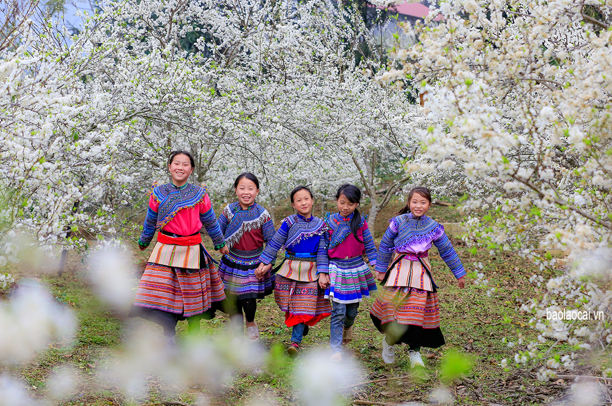 Trắng tinh khôi mùa hoa mận Bắc Hà ảnh 6