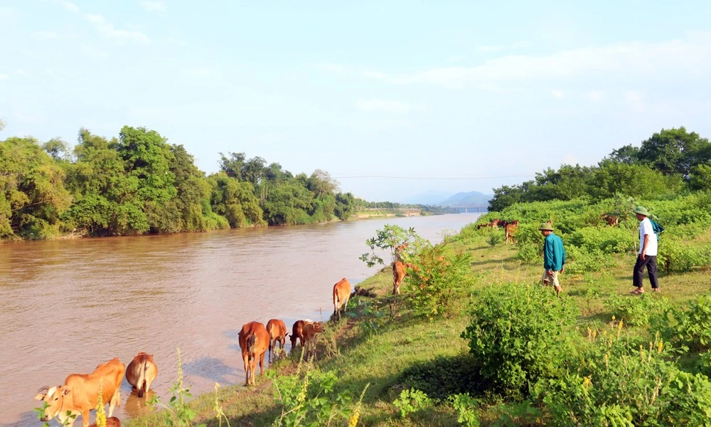 Đàn bò trị giá tiền tỷ của các hộ trên bãi giữa sông Hồng.