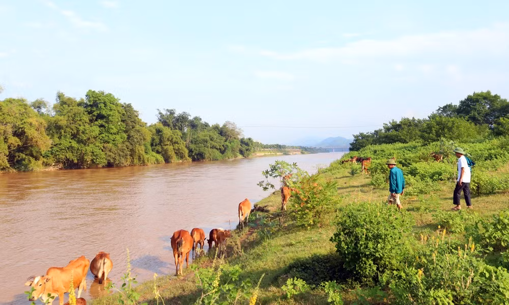 Đàn bò trị giá tiền tỷ của các hộ trên bãi giữa sông Hồng. Đàn bò trị giá tiền tỷ của các hộ trên bãi giữa sông Hồng.