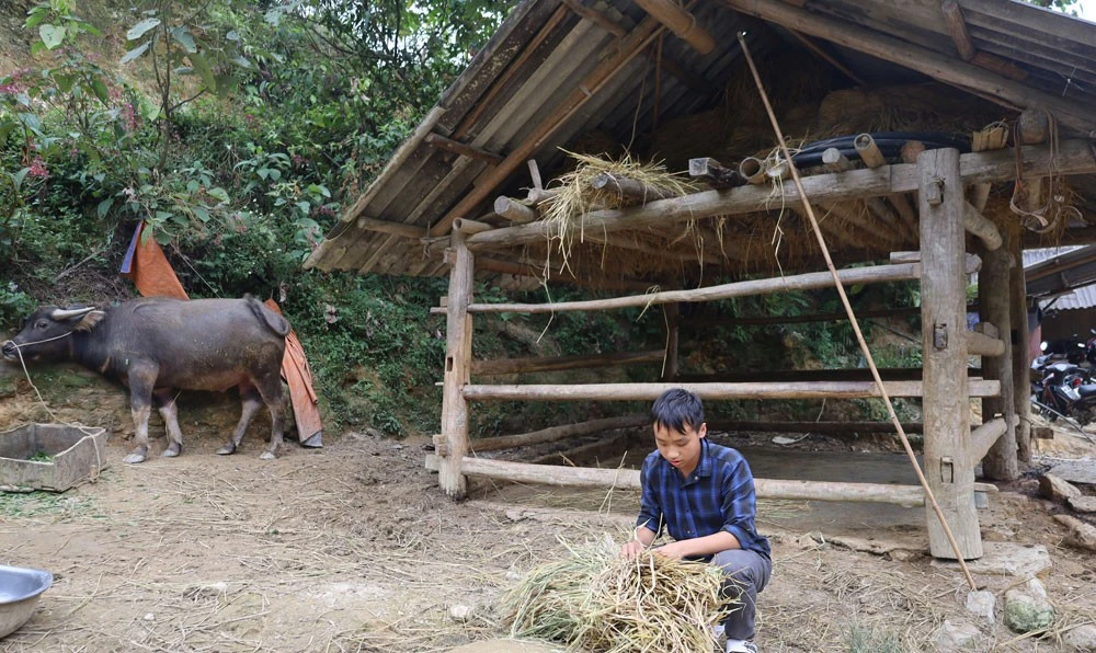 Chủ động dự trữ thức ăn cho gia súc ảnh 5