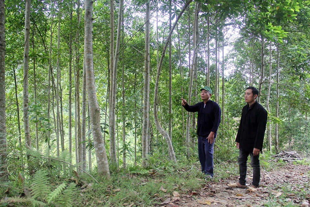 Ông Bàn Văn Quang và con trai Bàn Thế Vinh bên khu rừng trồng của gia đình.