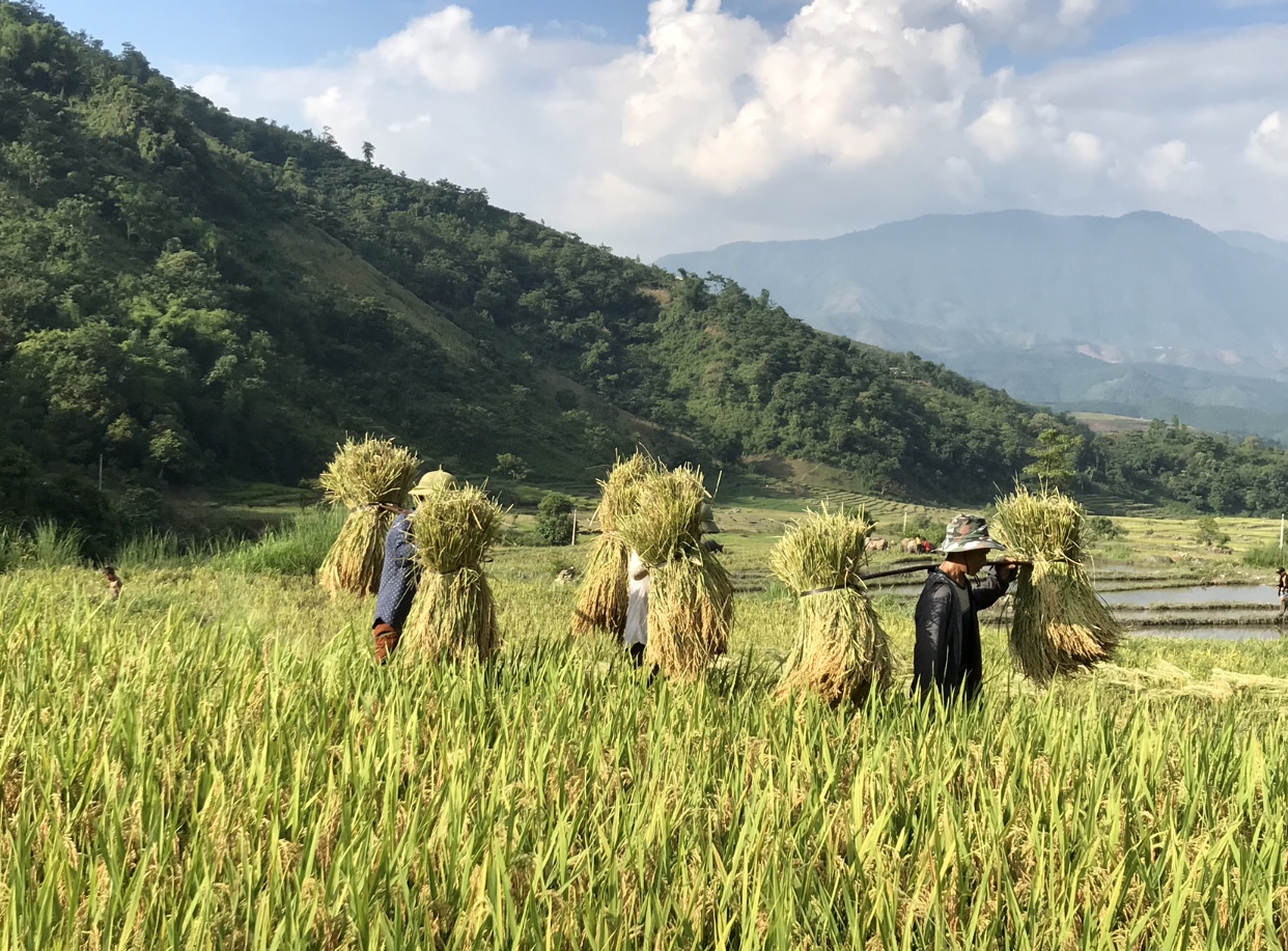 Ngày mùa vui thôn quê.