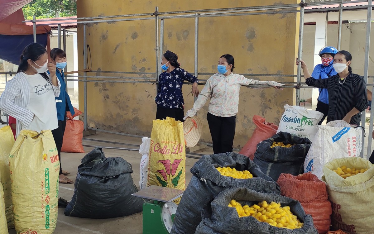 Nông dân Bảo Yên gặp nhiều khó khăn khi bán kén tằm trong mùa dịch.