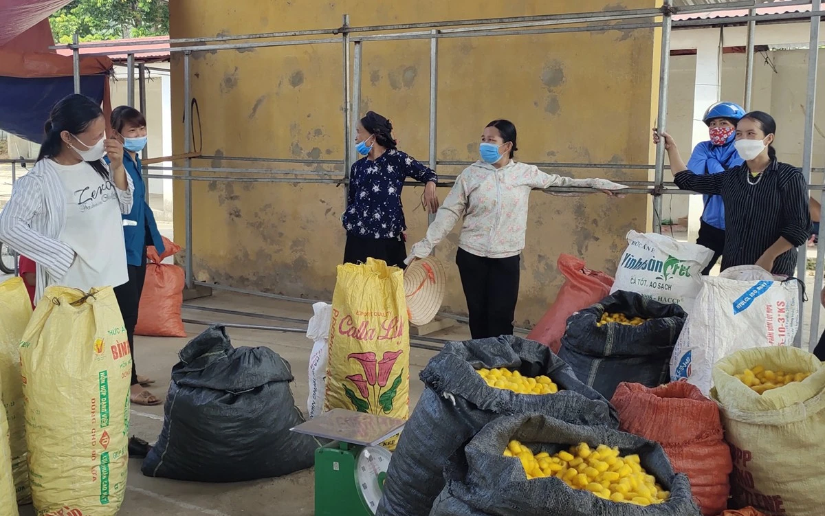 Nông dân Bảo Yên gặp nhiều khó khăn khi bán kén tằm trong mùa dịch.
